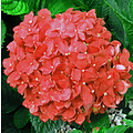 Hortensia Rood
