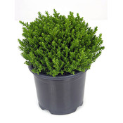 Hebe Emerald Green