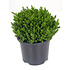 Hebe Emerald Green