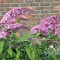 Vlinderplant, roze