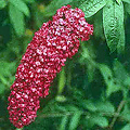 Vlinderplant, rood