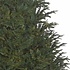 Frasier Fir - Blau-Grün - BlackBox künstlicher Weihnachtsbaum