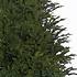 Frasier Fir - Groen - BlackBox kunstkerstboom