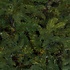 Frasier Fir - Grün - BlackBox künstlicher Weihnachtsbaum