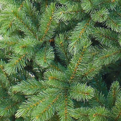 Forest Frosted Pine - Groen-Blauw - Triumph Tree kunstkerstboom