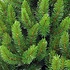 Richmond Pine - Grün - Triumph Tree künstlicher Weihnachtsbaum