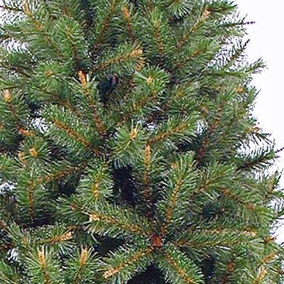 Sierra Pine - Grün - Triumph Tree künstlicher Weihnachtsbaum