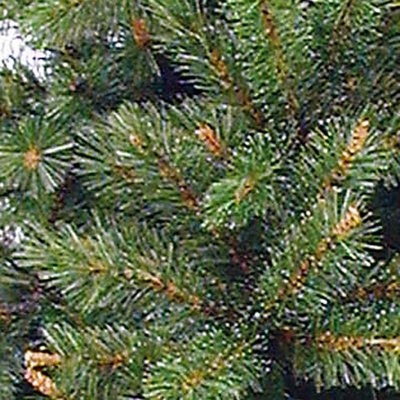 Sierra Pine - Groen - Triumph Tree kunstkerstboom