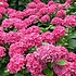 AKTIE 5 (vijf!) Hortensia's Roze