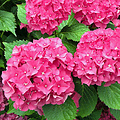 AKTIE 5 (vijf!) Hortensia's Roze