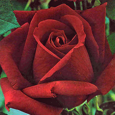 Rose großblütig 'Dame de Coeur'