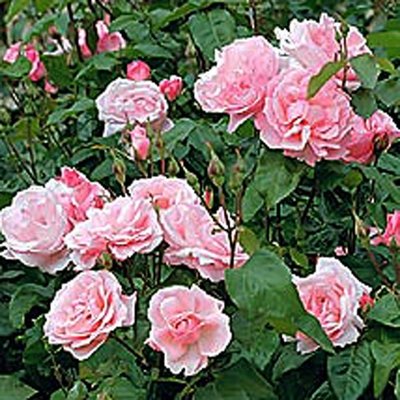 Rose großblütig 'Queen Elisabeth'