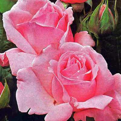 Rose großblütig 'Queen Elisabeth'