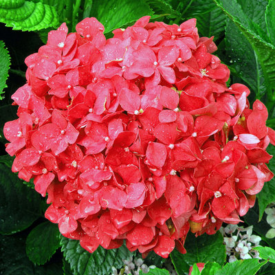 AKTIE 5 (vijf!) Hortensia's Rood