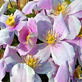 Clematis montana 'Mayleen'