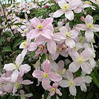 Clematis montana 'Mayleen'