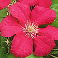 Clematis 'Ernest Markham'