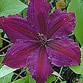 Clematis 'Honora'