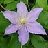 Clematis 'Justa'