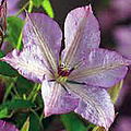 Clematis 'Margeret Hunt'