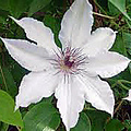 Clematis 'Snow Queen'