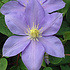 Clematis 'Blue Angel'