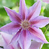 Clematis 'John Paul II'