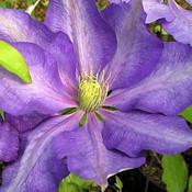 Clematis 'Dorothy Walton'