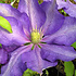 Clematis 'Dorothy Walton'