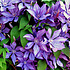 Clematis 'Dorothy Walton'