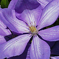 Clematis 'Mrs. Cholmondeley'