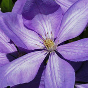 Clematis 'Mrs. Cholmondeley'