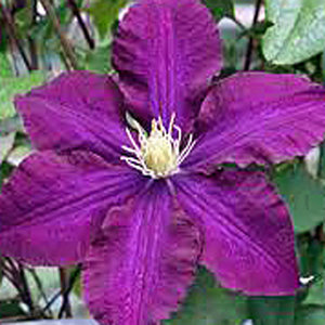 Clematis 'Gipsy Queen'