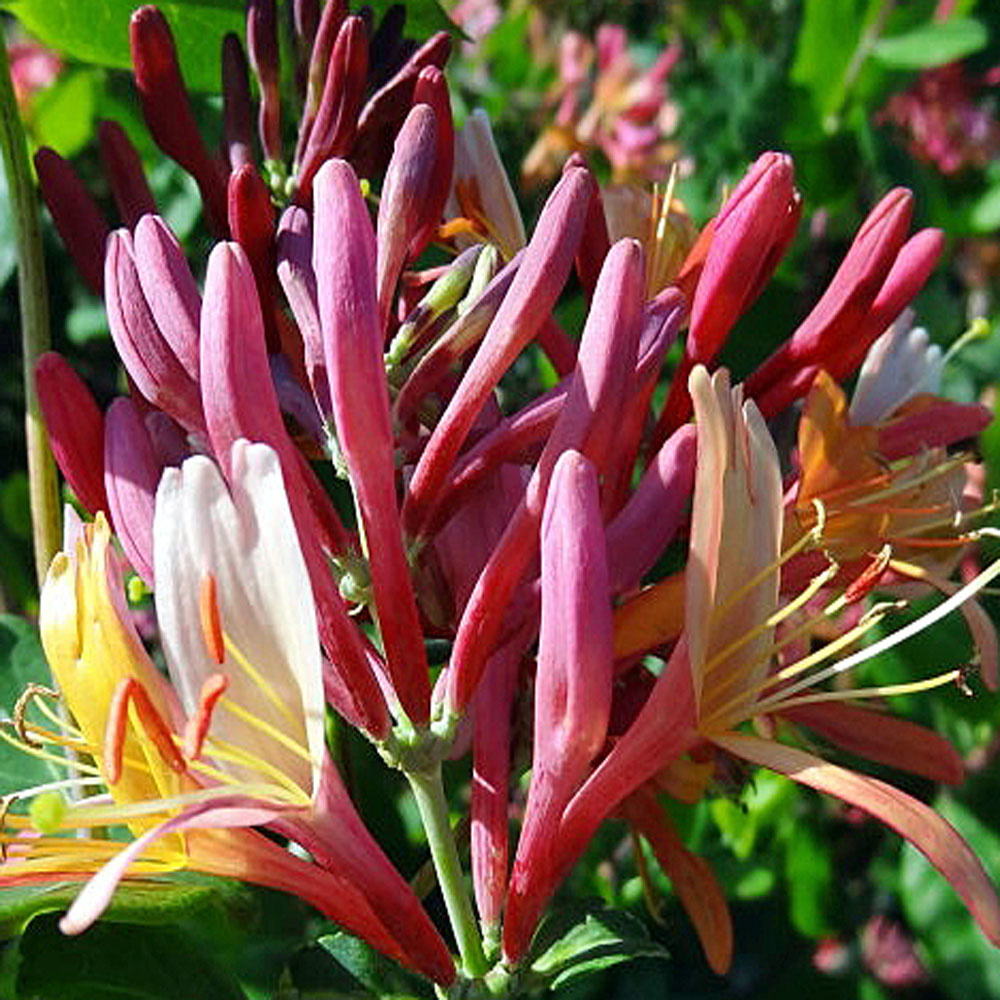 Shop Lonicera heckrottii 'Goldflame Online - Plant New Day