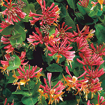 Lonicera heckrottii 'Goldflame´