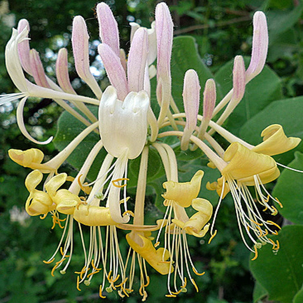 Lonicera japonica Halliana