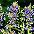 Kruidenplant Hyssop