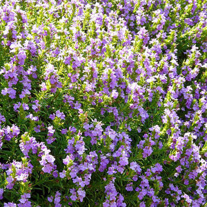 Kruidenplant Bonenkruid