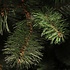 Rochdale - Grün - Triumph Tree künstlicher Weihnachtsbaum