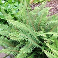 Polystichum setiferum