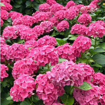 Hortensia Roze