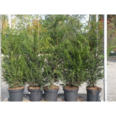 Taxus baccata, glanzend groen