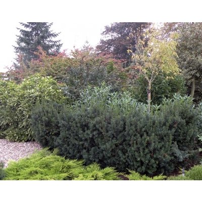 Taxus baccata, glanzend groen