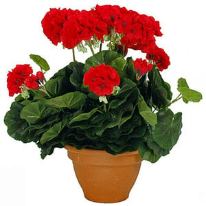 Künstliche Pflanze Geranie Rot - H 38 cm - Keramiktopf - Mica Decorations