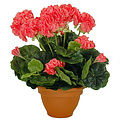 Kunstplant Geranium Zalm - H 38cm - Keramiek sierpot - Mica Decorations