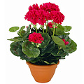 Künstliche Pflanze Geranie Dunkelrosa - H 38 cm - Keramiktopf - Mica Decorations