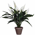 Kunstplant Spathiphyllum Wit - H 50cm - Keramiek sierpot - Mica Decorations