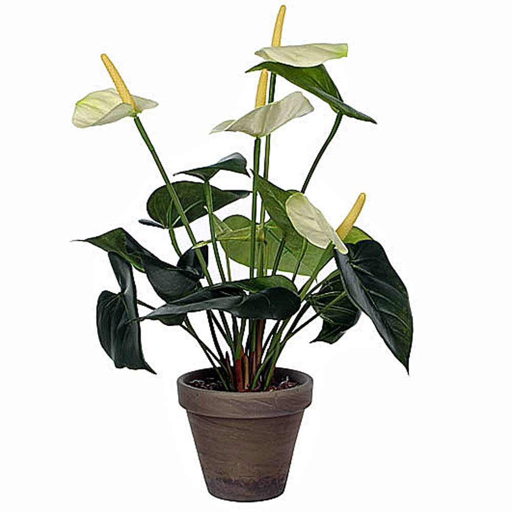 Shop Künstliche Pflanze Anthurium Keramiktopf Weiß Online New Plant - Decora Mica - - - Day H 40cm