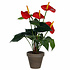Künstliche Pflanze Anthurium Rot - H 40cm - Keramiktopf - Mica Decorations