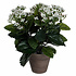 Kunstplant Kalanchoë Wit - H 31cm - Keramiek sierpot - Mica Decorations